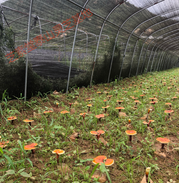 长白山灵芝孢子粉正宗吗？效果怎么样-第1张图片-破壁灵芝孢子粉研究指南