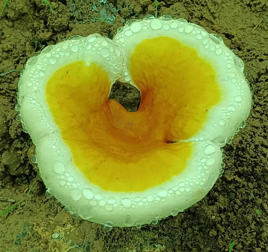 泰安灵芝孢子粉哪家好?泰安灵芝孢子粉生产厂家地址-第2张图片-破壁灵芝孢子粉研究指南 泰安灵芝孢子粉哪家好?泰安灵芝孢子粉生产厂家地址-第2张图片-破壁灵芝孢子粉研究指南