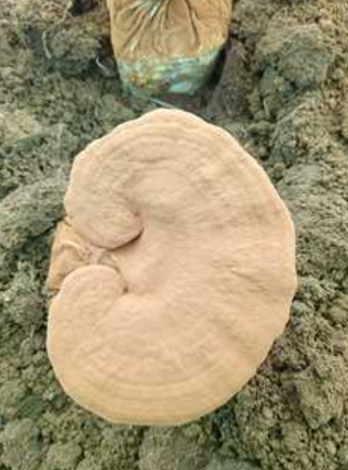 女性吃灵芝孢子粉的危害性你知道吗?-第1张图片-破壁灵芝孢子粉研究指南 女性吃灵芝孢子粉的危害性你知道吗?-第1张图片-破壁灵芝孢子粉研究指南