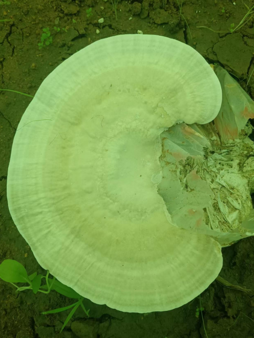 灵芝孢子粉过期的可以吃吗？-第1张图片-破壁灵芝孢子粉研究指南