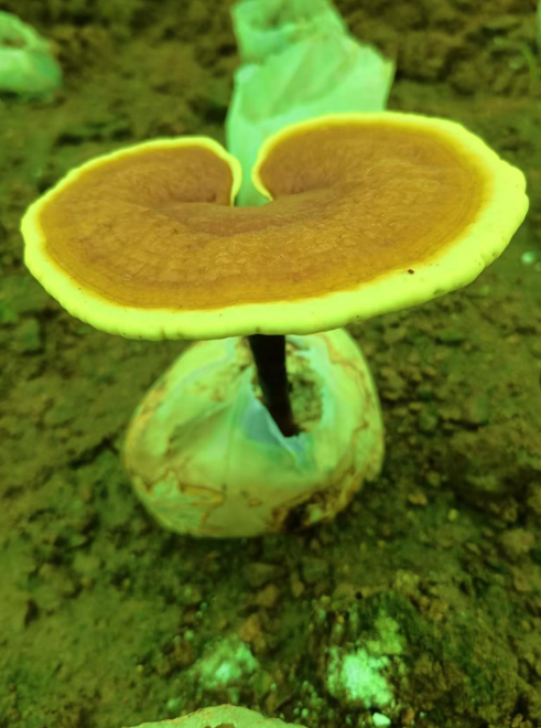 阴虚可以吃灵芝破壁孢子粉吗？-第1张图片-破壁灵芝孢子粉研究指南