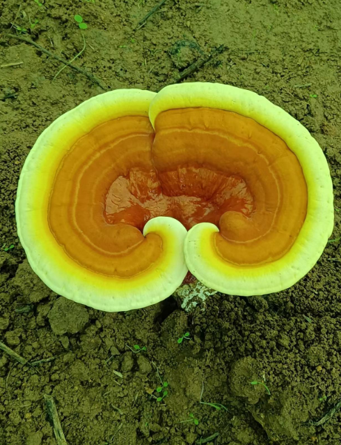 有肝硬化的人吃灵芝孢子粉有什么作用吗？-第1张图片-破壁灵芝孢子粉研究指南