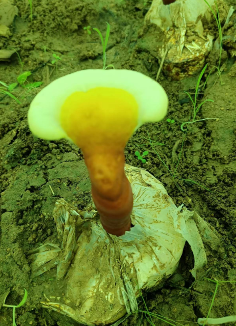 灵芝孢子粉热水泡还是温水泡？方式错了白搭！-第1张图片-破壁灵芝孢子粉研究指南