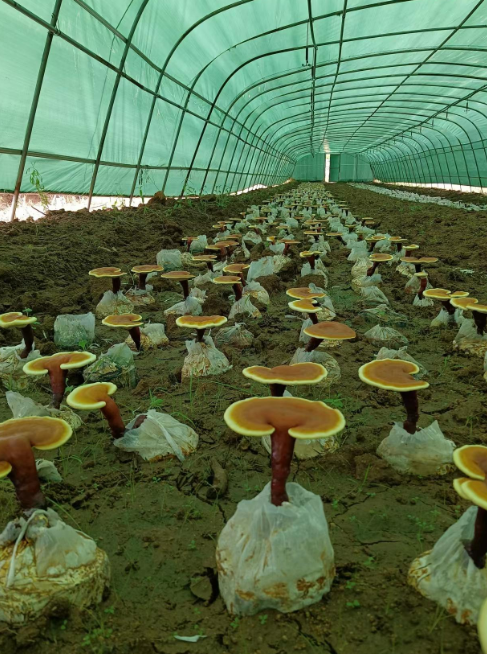 灵芝孢子粉的禁忌和副作用你了解吗?-第1张图片-破壁灵芝孢子粉研究指南 灵芝孢子粉的禁忌和副作用你了解吗?-第1张图片-破壁灵芝孢子粉研究指南