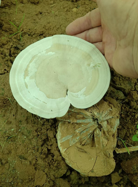 病人可以手术后吃灵芝孢子粉吗？