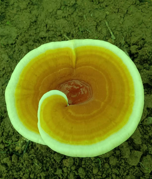 灵芝孢子粉三萜含量多少你了解吗？-第1张图片-破壁灵芝孢子粉研究指南