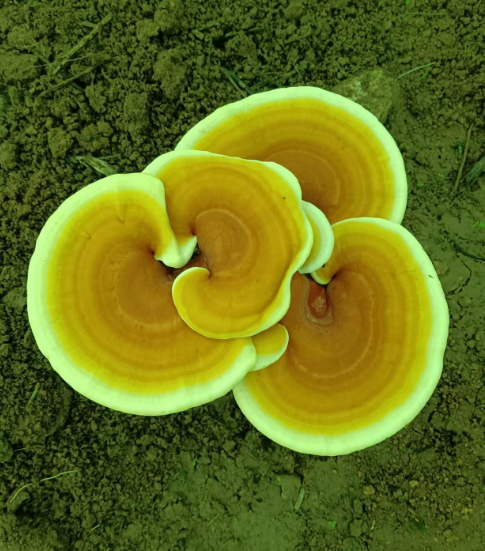 灵芝孢子粉睡前吃好吗，不知道的一定了解-第1张图片-破壁灵芝孢子粉研究指南