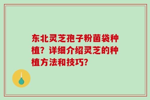 东北灵芝孢子粉菌袋种植？详细介绍灵芝的种植方法和技巧？-第1张图片-破壁灵芝孢子粉研究指南