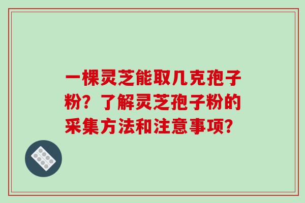 一棵灵芝能取几克孢子粉?了解灵芝孢子粉的采集方法和注意事项?-第1张图片-破壁灵芝孢子粉研究指南 一棵灵芝能取几克孢子粉?了解灵芝孢子粉的采集方法和注意事项?-第1张图片-破壁灵芝孢子粉研究指南