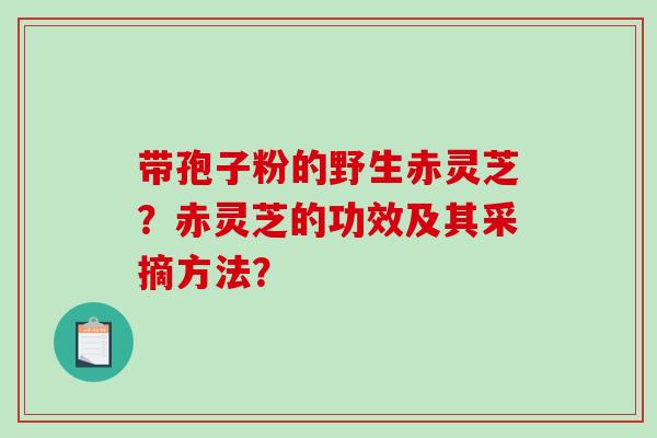 带孢子粉的野生赤灵芝？赤灵芝的功效及其采摘方法？-第1张图片-破壁灵芝孢子粉研究指南