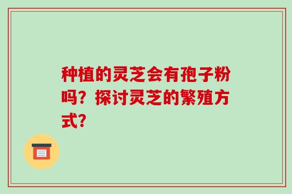 种植的灵芝会有孢子粉吗？探讨灵芝的繁殖方式？-第1张图片-破壁灵芝孢子粉研究指南