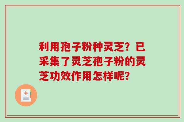 利用孢子粉种灵芝?已采集了灵芝孢子粉的灵芝功效作用怎样呢?-第1张图片-破壁灵芝孢子粉研究指南 利用孢子粉种灵芝?已采集了灵芝孢子粉的灵芝功效作用怎样呢?-第1张图片-破壁灵芝孢子粉研究指南
