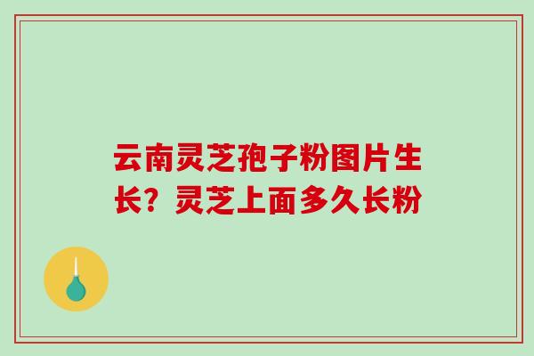 云南灵芝孢子粉图片生长？灵芝上面多久长粉-第1张图片-破壁灵芝孢子粉研究指南