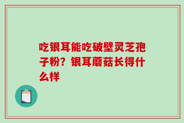 吃银耳能吃破壁灵芝孢子粉？银耳蘑菇长得什么样-第1张图片-破壁灵芝孢子粉研究指南