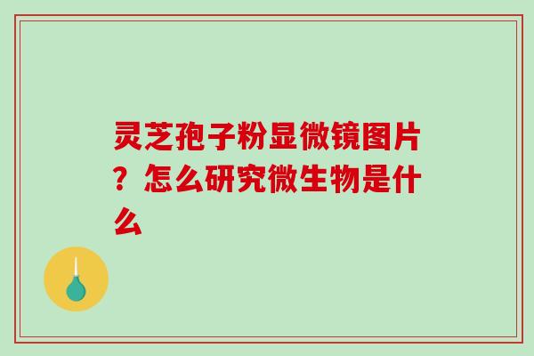 灵芝孢子粉显微镜图片?怎么研究微生物是什么-第1张图片-破壁灵芝孢子粉研究指南 灵芝孢子粉显微镜图片?怎么研究微生物是什么-第1张图片-破壁灵芝孢子粉研究指南