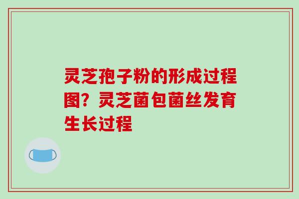 灵芝孢子粉的形成过程图？灵芝菌包菌丝发育生长过程-第1张图片-破壁灵芝孢子粉研究指南