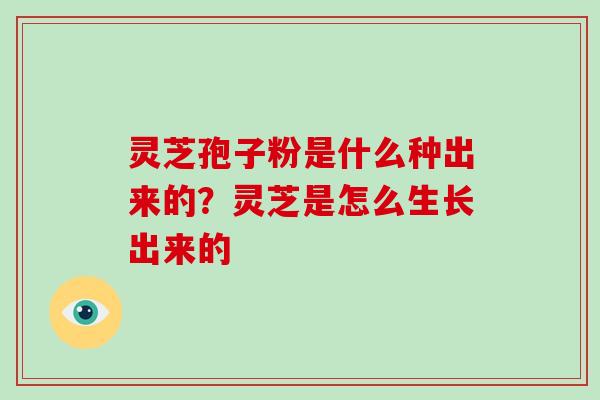 灵芝孢子粉是什么种出来的?灵芝是怎么生长出来的-第1张图片-破壁灵芝孢子粉研究指南 灵芝孢子粉是什么种出来的?灵芝是怎么生长出来的-第1张图片-破壁灵芝孢子粉研究指南