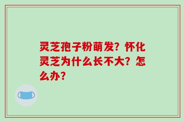 灵芝孢子粉萌发?怀化灵芝为什么长不大?怎么办?-第1张图片-破壁灵芝孢子粉研究指南 灵芝孢子粉萌发?怀化灵芝为什么长不大?怎么办?-第1张图片-破壁灵芝孢子粉研究指南