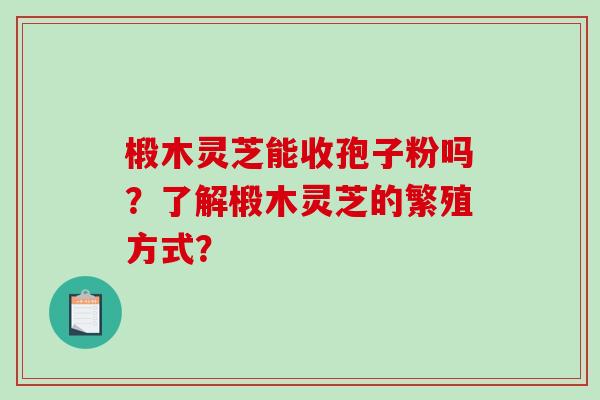 椴木灵芝能收孢子粉吗?了解椴木灵芝的繁殖方式?-第1张图片-破壁灵芝孢子粉研究指南 椴木灵芝能收孢子粉吗?了解椴木灵芝的繁殖方式?-第1张图片-破壁灵芝孢子粉研究指南