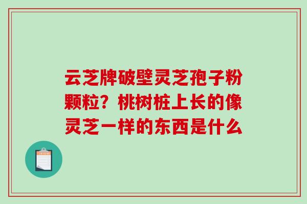 云芝牌破壁灵芝孢子粉颗粒?桃树桩上长的像灵芝一样的东西是什么-第1张图片-破壁灵芝孢子粉研究指南 云芝牌破壁灵芝孢子粉颗粒?桃树桩上长的像灵芝一样的东西是什么-第1张图片-破壁灵芝孢子粉研究指南