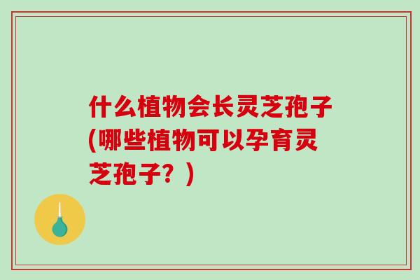 什么植物会长灵芝孢子(哪些植物可以孕育灵芝孢子?)-第1张图片-破壁灵芝孢子粉研究指南 什么植物会长灵芝孢子(哪些植物可以孕育灵芝孢子?)-第1张图片-破壁灵芝孢子粉研究指南