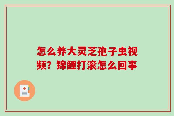 怎么养大灵芝孢子虫视频？锦鲤打滚怎么回事-第1张图片-破壁灵芝孢子粉研究指南