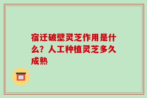 宿迁破壁灵芝作用是什么?人工种植灵芝多久成熟-第1张图片-破壁灵芝孢子粉研究指南 宿迁破壁灵芝作用是什么?人工种植灵芝多久成熟-第1张图片-破壁灵芝孢子粉研究指南