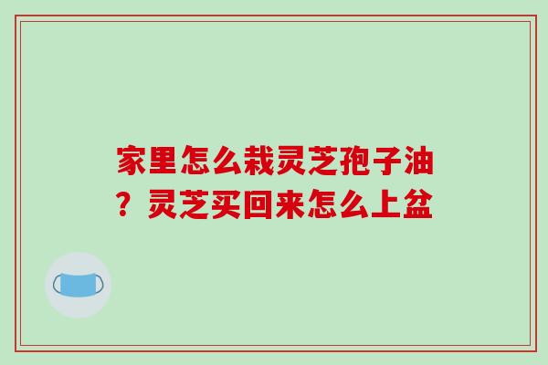 家里怎么栽灵芝孢子油?灵芝买回来怎么上盆-第1张图片-破壁灵芝孢子粉研究指南 家里怎么栽灵芝孢子油?灵芝买回来怎么上盆-第1张图片-破壁灵芝孢子粉研究指南