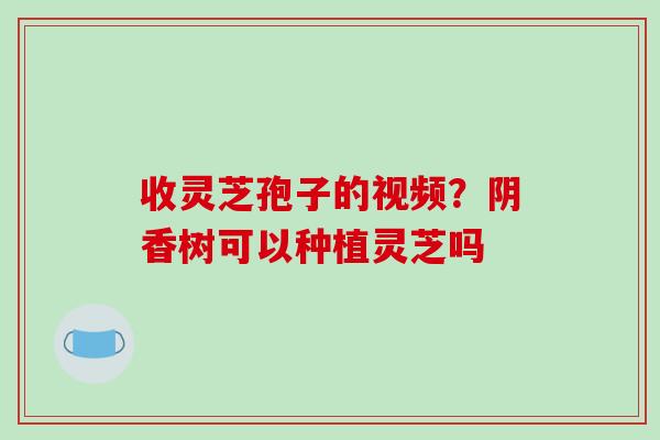 收灵芝孢子的视频?阴香树可以种植灵芝吗-第1张图片-破壁灵芝孢子粉研究指南 收灵芝孢子的视频?阴香树可以种植灵芝吗-第1张图片-破壁灵芝孢子粉研究指南