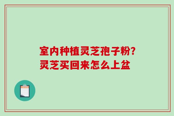 室内种植灵芝孢子粉?灵芝买回来怎么上盆-第1张图片-破壁灵芝孢子粉研究指南 室内种植灵芝孢子粉?灵芝买回来怎么上盆-第1张图片-破壁灵芝孢子粉研究指南