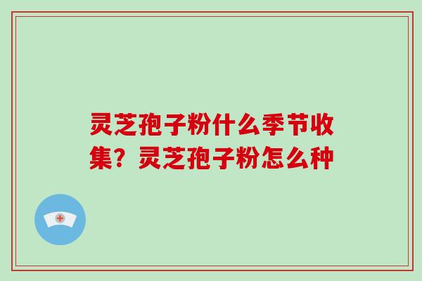灵芝孢子粉什么季节收集?灵芝孢子粉怎么种-第1张图片-破壁灵芝孢子粉研究指南 灵芝孢子粉什么季节收集?灵芝孢子粉怎么种-第1张图片-破壁灵芝孢子粉研究指南