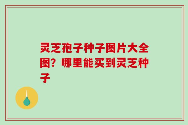 灵芝孢子种子图片大全图？哪里能买到灵芝种子-第1张图片-破壁灵芝孢子粉研究指南