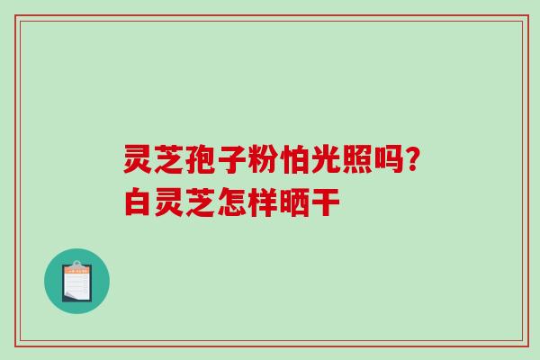 灵芝孢子粉怕光照吗?白灵芝怎样晒干-第1张图片-破壁灵芝孢子粉研究指南 灵芝孢子粉怕光照吗?白灵芝怎样晒干-第1张图片-破壁灵芝孢子粉研究指南