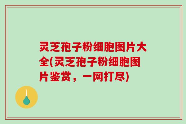 灵芝孢子粉细胞图片大全(灵芝孢子粉细胞图片鉴赏,一网打尽)-第1张图片-破壁灵芝孢子粉研究指南 灵芝孢子粉细胞图片大全(灵芝孢子粉细胞图片鉴赏,一网打尽)-第1张图片-破壁灵芝孢子粉研究指南