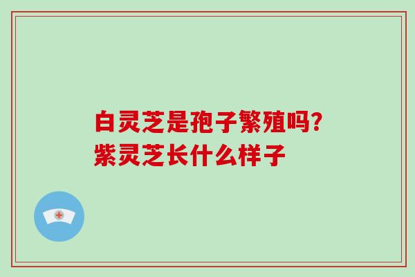 白灵芝是孢子繁殖吗？紫灵芝长什么样子-第1张图片-破壁灵芝孢子粉研究指南
