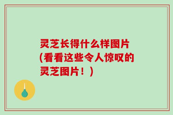 灵芝长得什么样图片 (看看这些令人惊叹的灵芝图片!)-第1张图片-破壁灵芝孢子粉研究指南 灵芝长得什么样图片 (看看这些令人惊叹的灵芝图片!)-第1张图片-破壁灵芝孢子粉研究指南