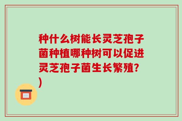 种什么树能长灵芝孢子菌种植哪种树可以促进灵芝孢子菌生长繁殖?)-第1张图片-破壁灵芝孢子粉研究指南 种什么树能长灵芝孢子菌种植哪种树可以促进灵芝孢子菌生长繁殖?)-第1张图片-破壁灵芝孢子粉研究指南
