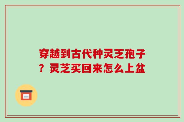 穿越到古代种灵芝孢子？灵芝买回来怎么上盆-第1张图片-破壁灵芝孢子粉研究指南