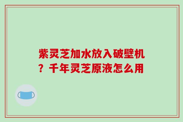 紫灵芝加水放入破壁机?千年灵芝原液怎么用-第1张图片-破壁灵芝孢子粉研究指南 紫灵芝加水放入破壁机?千年灵芝原液怎么用-第1张图片-破壁灵芝孢子粉研究指南