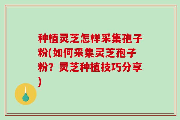 种植灵芝怎样采集孢子粉(如何采集灵芝孢子粉?灵芝种植技巧分享)-第1张图片-破壁灵芝孢子粉研究指南 种植灵芝怎样采集孢子粉(如何采集灵芝孢子粉?灵芝种植技巧分享)-第1张图片-破壁灵芝孢子粉研究指南