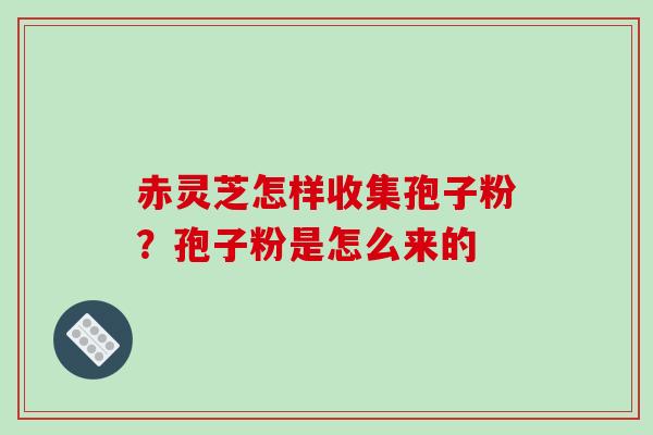 赤灵芝怎样收集孢子粉？孢子粉是怎么来的-第1张图片-破壁灵芝孢子粉研究指南