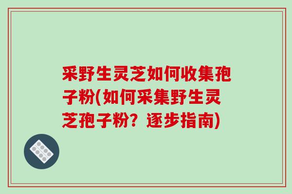 采野生灵芝如何收集孢子粉(如何采集野生灵芝孢子粉?逐步指南)-第1张图片-破壁灵芝孢子粉研究指南 采野生灵芝如何收集孢子粉(如何采集野生灵芝孢子粉?逐步指南)-第1张图片-破壁灵芝孢子粉研究指南