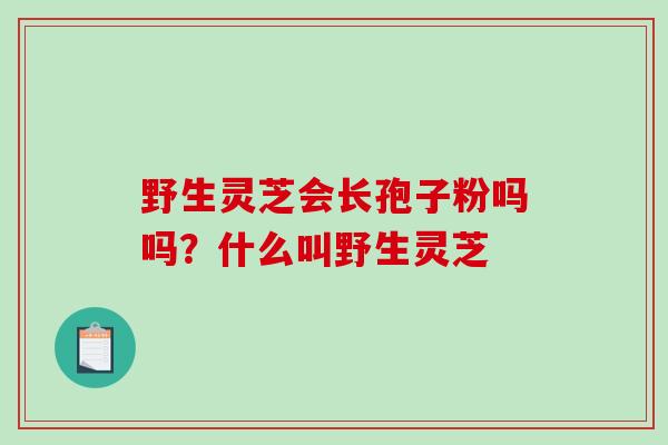 野生灵芝会长孢子粉吗吗?什么叫野生灵芝-第1张图片-破壁灵芝孢子粉研究指南 野生灵芝会长孢子粉吗吗?什么叫野生灵芝-第1张图片-破壁灵芝孢子粉研究指南