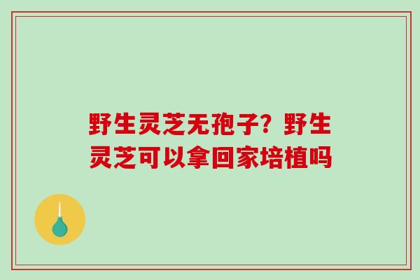 野生灵芝无孢子？野生灵芝可以拿回家培植吗-第1张图片-破壁灵芝孢子粉研究指南