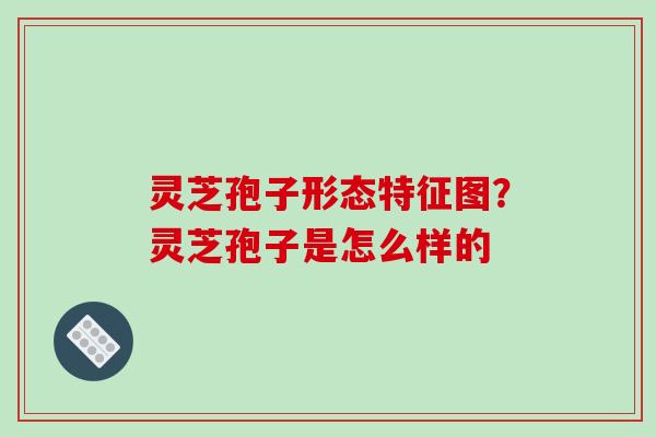 灵芝孢子形态特征图?灵芝孢子是怎么样的-第1张图片-破壁灵芝孢子粉研究指南 灵芝孢子形态特征图?灵芝孢子是怎么样的-第1张图片-破壁灵芝孢子粉研究指南