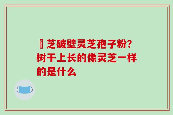 雲芝破壁灵芝孢子粉?树干上长的像灵芝一样的是什么-第1张图片-破壁灵芝孢子粉研究指南 雲芝破壁灵芝孢子粉?树干上长的像灵芝一样的是什么-第1张图片-破壁灵芝孢子粉研究指南