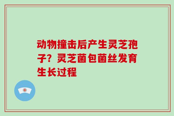 动物撞击后产生灵芝孢子?灵芝菌包菌丝发育生长过程-第1张图片-破壁灵芝孢子粉研究指南 动物撞击后产生灵芝孢子?灵芝菌包菌丝发育生长过程-第1张图片-破壁灵芝孢子粉研究指南