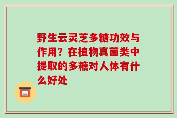野生云灵芝多糖功效与作用?在植物真菌类中提取的多糖对人体有什么好处-第1张图片-破壁灵芝孢子粉研究指南 野生云灵芝多糖功效与作用?在植物真菌类中提取的多糖对人体有什么好处-第1张图片-破壁灵芝孢子粉研究指南