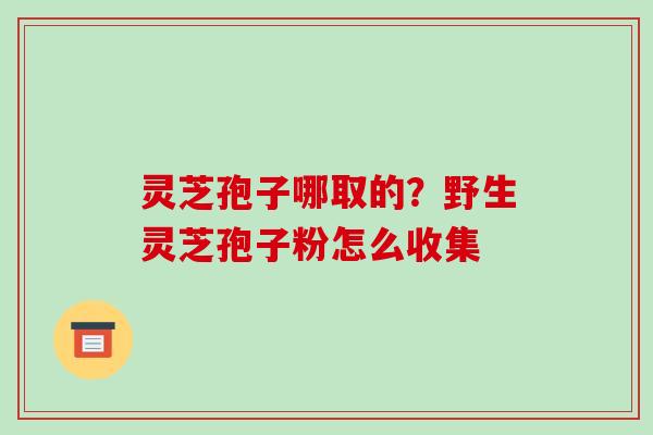 灵芝孢子哪取的?野生灵芝孢子粉怎么收集-第1张图片-破壁灵芝孢子粉研究指南 灵芝孢子哪取的?野生灵芝孢子粉怎么收集-第1张图片-破壁灵芝孢子粉研究指南