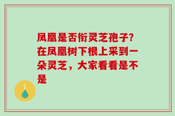 凤凰是否衔灵芝孢子?在凤凰树下根上采到一朵灵芝,大家看看是不是-第1张图片-破壁灵芝孢子粉研究指南 凤凰是否衔灵芝孢子?在凤凰树下根上采到一朵灵芝,大家看看是不是-第1张图片-破壁灵芝孢子粉研究指南